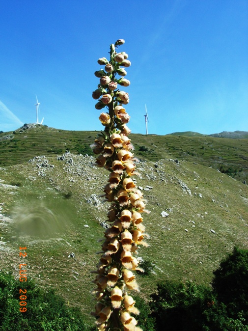 Digitalis micrantha  e D. ferruginea